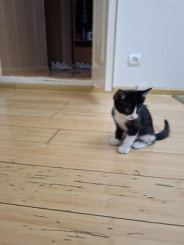 где можно взять кошку: 1 месяц, Девочка — 2