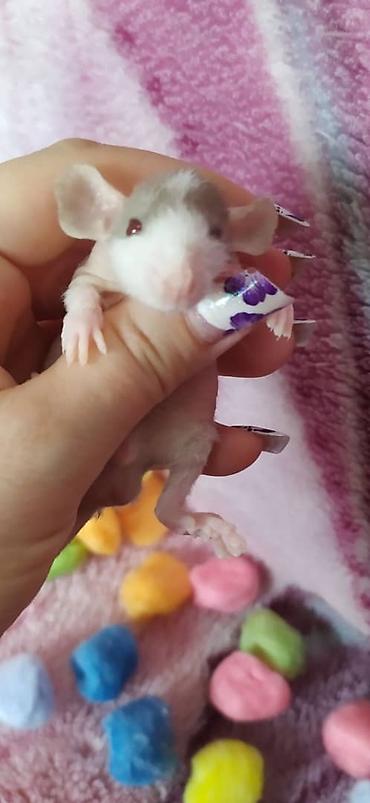 Другое: Привет друзья !!! Питомник Rat haus Love предлагает долгожданный помет — 3
