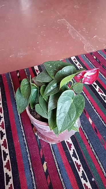 nar ciceyi: Anthurium (qırmızı çiçəkli) otaq bitkisi - Növ: Anthurium andreanum — 1