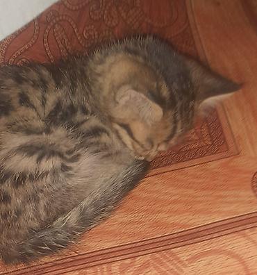 где можно взять кошку бесплатно: Кошка даром: Беспородная, 1 месяц, Девочка — 3