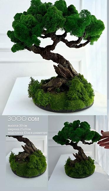 Декоративные цветы: Мини-дерево Бонсай из живого стабилизированного мха 🌿 ✅Цены указаны — 10
