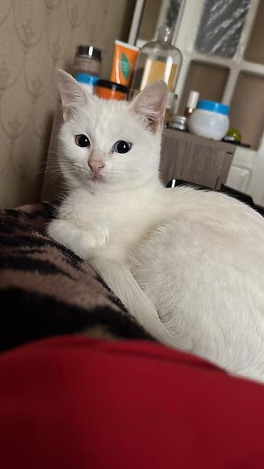 cutlesdirmek ucun pisik: Dişi, Yaxşı əllərə — 1