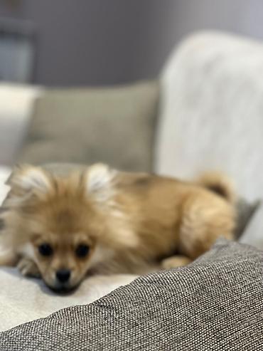 İtlər: Şpitz — 3