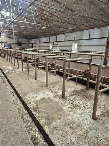 fermaya: Ferma mal saxlamaq üçün mükemmel bir yerdi erazisi böyük ve elave — 5