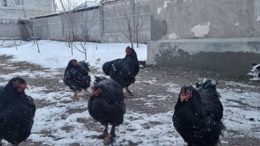 Птицы: Мраморный Кохин — 6