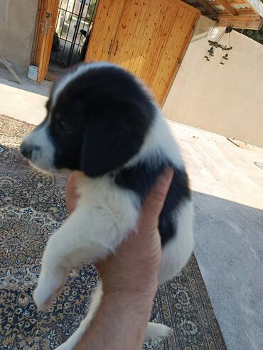 Zvonok, 1 ay, Dişi, Ünvandan götürmə