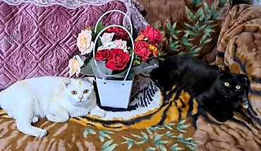 купить кошку манчкин: Осталось 2 шотладских вислоухих котёнка(скоттиш фолд).Окрас бело- — 10