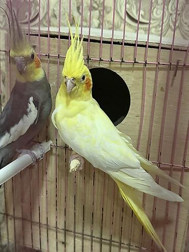 tutuquşlar: Nimfa (Cockatiel) cütü – dekorativ tutuquşular - Növ: Nimfa — 3