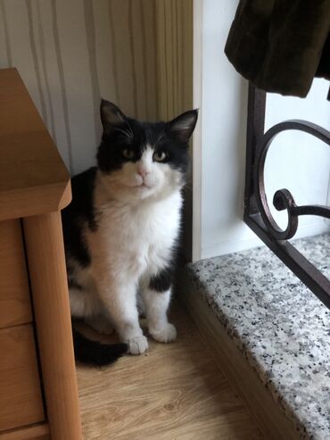 Продажа кошек: Кот возраст год кострирован привит обработан от паразитов приучен к at lalafo.kg — 8 Продажа кошек: Кот возраст год кострирован привит обработан от паразитов приучен к — 8