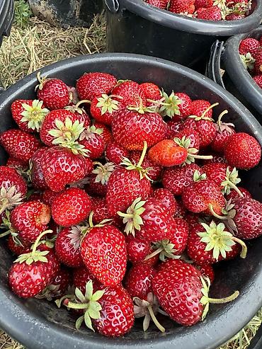 Клубника: Клубника — 1