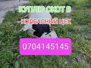 продам вислоухих котят: Куплю | Коровы, быки, Лошади, кони | Круглосуточно, Любое состояние, Забитый