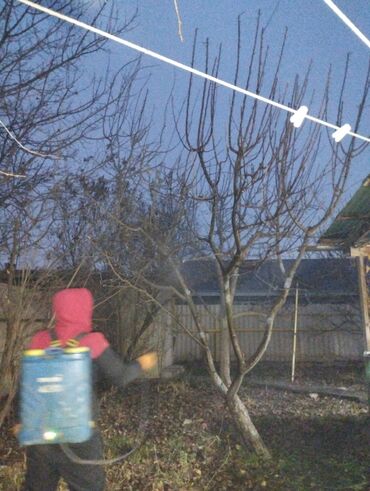 Спил деревьев, заготовка дров: Обрезка деревьев!!! Сезонная обрезка плодовых деревьев!!! Зима — 23