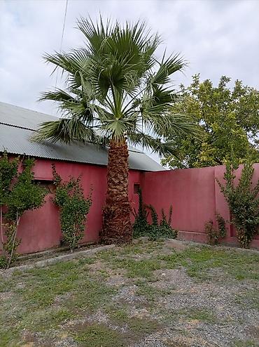 tibbe aid sekiller: Salam palma agaci tecili satilir olduğu yerde iş görülecek deye — 1