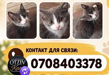белая швейцарская овчарка: Кошка даром: Беспородная, 3 месяца, Девочка, Приучена к лотку, Проглистована — 4