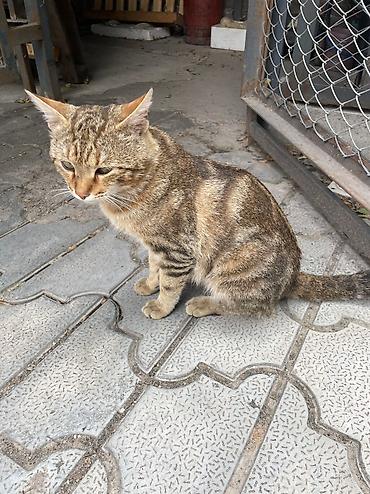 Продажа кошек: Котик бенгал зовут Элвис — 2