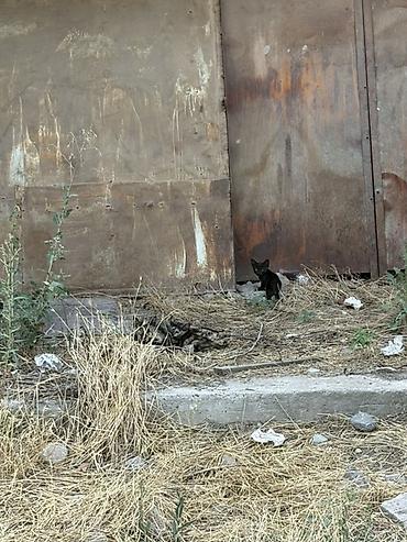 Мышыктар: Котята от черепаховой кошки Возраст точно не известен, отдаются в — 1