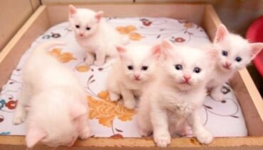 наполнитель для кошек: Ангорская, 1 месяц, Девочка, Белый, Приучена к лотку