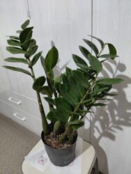 искусственный дерево: Комнатные цветы