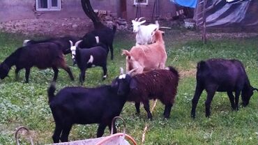 альпийские козы: Продаю | Коза (самка), Козёл (самец), Козлёнок | На забой, Для разведения, Для молока