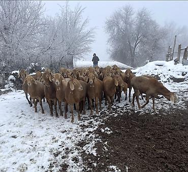 гисар кой: Продаю | Овца (самка) | Полукровка, Гиссарская | Для разведения — 1