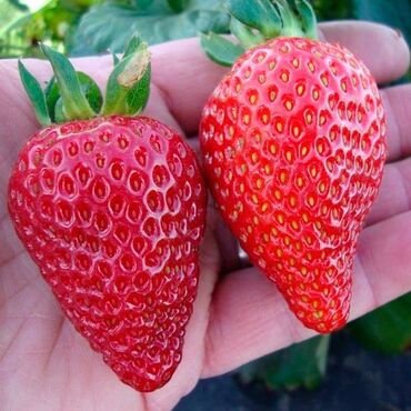 Капельный полив: Капельная лента 1 метр -1.75 сом Капельное орошение!!!#Капельная — 12