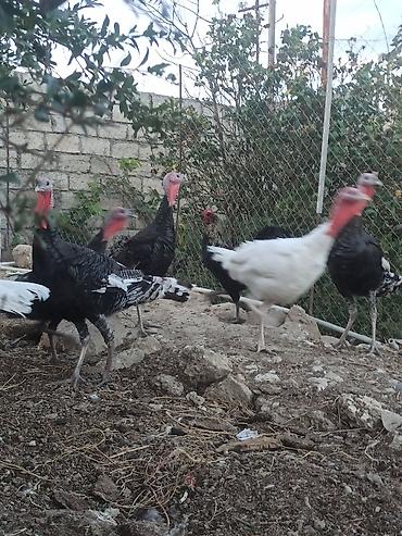 bildirçin əti satışı: Dişi, Ətlik, Ödənişli çatdırılma — 5