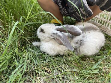 кролики фландеры: Продаю | Крольчиха (самка)
