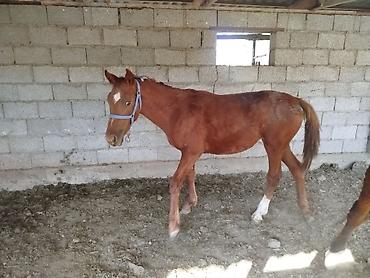 бурманская кошка бишкек: Продаю | Жеребенок | Полукровка | На забой, Для разведения, Конный спорт | Племенные — 3