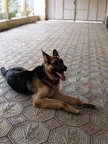 çoban kucuyu: Alman çoban iti, 11 ay, Erkək, Peyvəndli, Ünvandan götürmə — 2