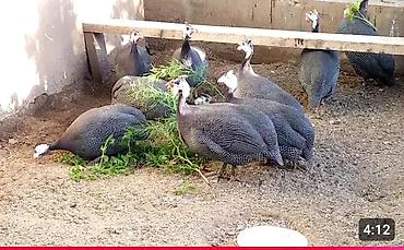 lal ordek balası: Məhsul: Hind toyuğu – cücər (qvineya quşu) sürüsü Təsvir: - Növ — 1