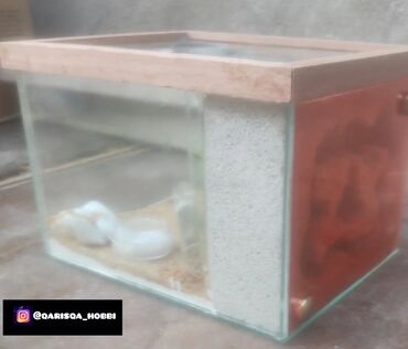 Heyvanlar üçün digər mallar: Hər ölçüdə hər dizaynda qarışqa yuvaları yığılır səliqəli və təmiz — 29