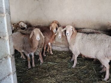 Бараны, овцы: Продаю | Овца (самка) | Арашан | Для разведения | Котные, Матка, Племенные — 3