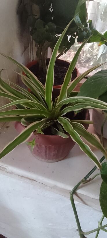 мен баланс цена бишкек: По 200с