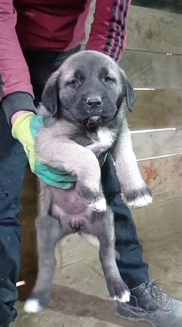 İtlər: Kanqal, 2 ay, Erkek, Peyvəndli, Rayonlara çatdırılma, Ünvandan götürmə, Ödənişli çatdırılma — 5