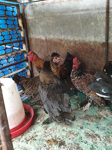 Продаю японских курей этого года at lalafo.kg — 2 Продаю японских курей этого года — 2