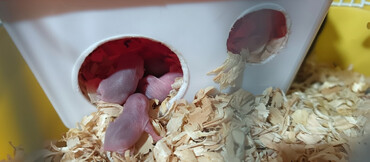 Gəmiricilər: Salam gördüyünüz cunqar hemsdırları sahipləndirilir kariçnivi ananın 4 — 1