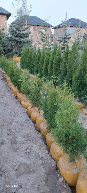 Декоративные деревья: Саженцы деревьев: Туи, Платная доставка — 6