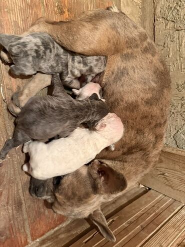 İtlər: Amerikan buldoqu, 1 ay, Peyvəndli, Ödənişli çatdırılma — 1