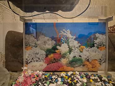 akvarium qiymetleri: Dördbucaq akvarium, Boş, 40 l, Ünvandan götürmə — 3