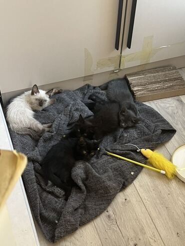 купить кошку в оше: Отдаю котят в добрые руки🙏🏻 Все девочки, 2 месяца. здоровые, игривые