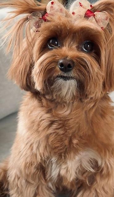 qurbanlıq heyvanlar: Maltipoo itinləri üçün yumşaq trikotaj başlıq – çiçəkli model — 5