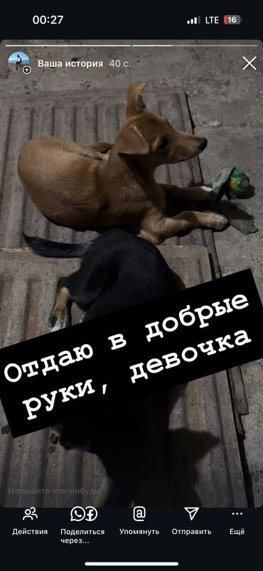 купить йоркширского терьера мини: Собака даром: Дворняжка, 3 месяца, Самка