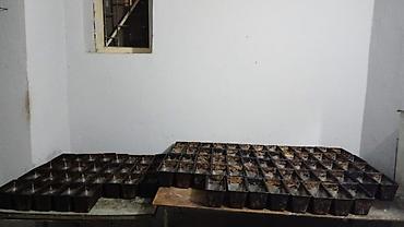Digər professional sobalar: Çörək, 3 mərtəbəli — 4