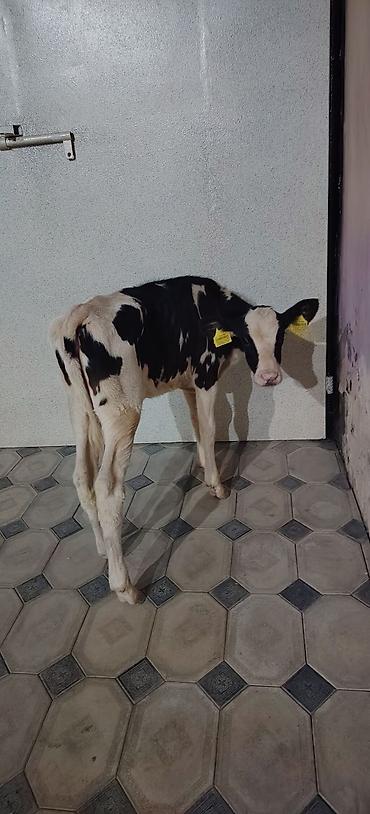 quş yarım tip: Dana, buzov, Dişi, Holsteyn, Simental, ay: 1, 85 kq, Ətlik, Damazlıq, Südlük — 4