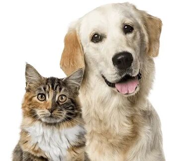 помогу по дому и по учебе: Ищу подработку! 🐶🐱 Здравствуйте,меня зовут Валерия, я из Бишкека, мне