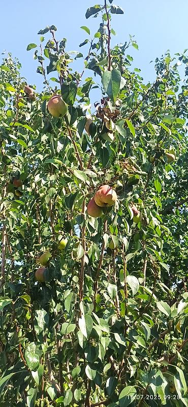 Продажа участков: 5 соток, Для строительства, Красная книга — 8