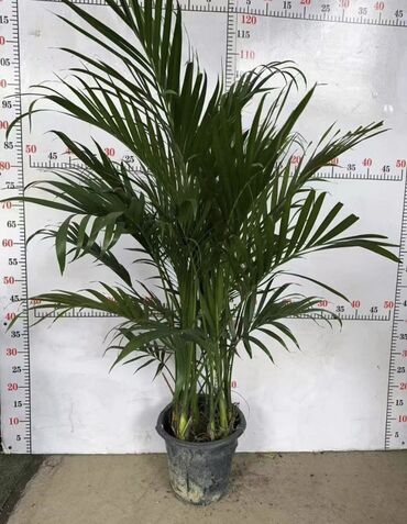 Пальмы: Пальмы Дипсис Монстеры, Бадьян Аннисовый,Корица, Стрелиция at lalafo.kg — 18 Пальмы: Пальмы Дипсис Монстеры, Бадьян Аннисовый,Корица, Стрелиция — 18