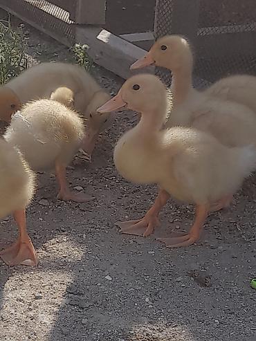 Kənd təsərrüfatı quşları: Məhsul:Pekin Ördək balaları 12 günlük Təsvir: - Sarı tüklü, sağlam və — 1