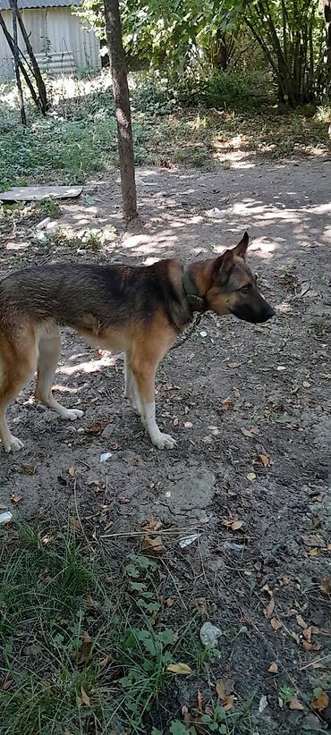 afcarka k9: 8 ay, Erkək, Ünvandan götürmə — 1