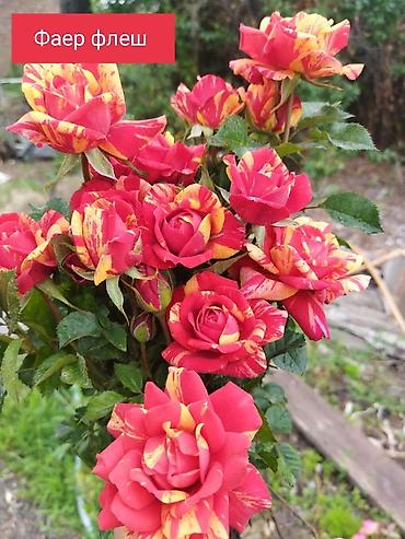 Роза: Продаю Розы ОПТОМ!!! На продажу есть розы в большом количестве разных — 24